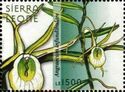 Angraecum infundibulare