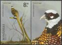 Reeves's Pheasant (Syrmaticus reevesii)