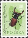 Stag Beetle (Lucanus cervus)