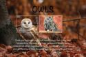 Common Barn Owl (Tyto alba), Screech Owl (Megascops asio)