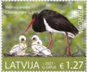 Black Stork (Ciconia nigra)