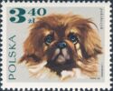 Pekinese (Canis lupus familiaris)
