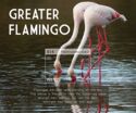 Greater Flamingo (Phoenicopterus roseus)