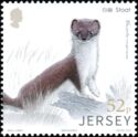 Stoat (Mustela erminea)