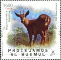 South Andean Huemul (Hippocamelus bisulcus)