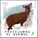 South Andean Huemul (Hippocamelus bisulcus)