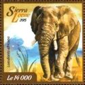 African bush Elephant (Loxodonta africana)