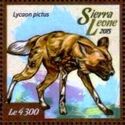 African wild Dog (Lycaon pictus)