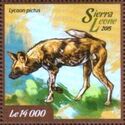 African wild Dog (Lycaon pictus)