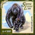 Western Lowland Gorilla (Gorilla gorilla gorilla)