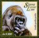 Western Lowland Gorilla (Gorilla gorilla gorilla)