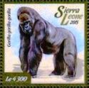 Western Lowland Gorilla (Gorilla gorilla gorilla)