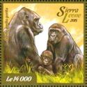 Western Lowland Gorilla (Gorilla gorilla gorilla)