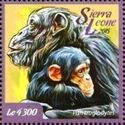 Common Chimpanzee (Pan troglodytes)