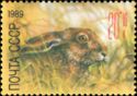 European Hare (Lepus europaeus)