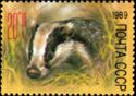 European Badger (Meles meles)