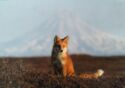 Fox and Volcano, Kronotsky Reserve