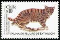 Andean Mountain Cat (Oreailurus jacobita) 