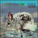 Long-tailed Chinchilla (Chinchilla lanigera)