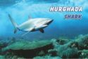 Hurghada. Red Sea - Shark