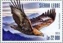 Golden Eagle - Aquila chrysaetos