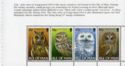 Long-eared Owl, Little Owl, Snowy Owl, Tawny Owl (bklt pane)