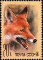 Red Fox (Vulpes vulpes)