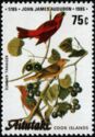 Summer Tanager (Piranga rubra)
