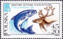 Atlantic Salmon (Salmo salar), Reindeer (Rangifer tarandus)