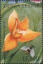 Lycaste aromatica