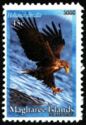 White-tailed Eagle (Haliaeetus albicilla)