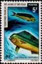Common Dolphinfish (Coryphaena hippurus)