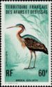 Goliath Heron (Ardea goliath)