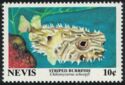 Striped burrfish (Chilomycterus schoepfi)