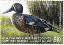 New Zealand shoveler (Spatula rhynchotis variegata)