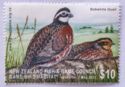 Bobwhite quail (Colinus virginianus)