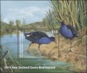 Pukeko (Porphyrio melanotus)