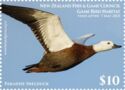 Paradise shelduck (Tadorna variegata)