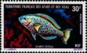 Queen Parrotfish (Scarus vetula)