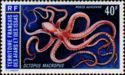 Grass Octopus (Octopus macropus)