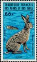 Abyssinian Hare (Lepus habessinicus)
