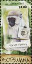 Vervet monkey (Chlorocebus pygerythrus), drawing, paintbrush