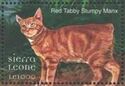 Red Tabby Stumpy Manx