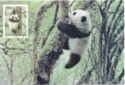 Giant Panda (Ailuropoda melanoleuca)