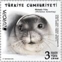 Mediterranean Monk Seal (Monachus monachus)