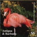 American flamingo (Phoenicopterus ruber)