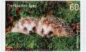 West European Hedgehog (Erinaceus europaeus)