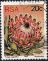 Queen Protea (Protea magnifica)