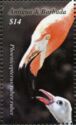 American Flamingo (Phoenicopterus ruber)