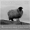 Blackface Sheep (Ovis aries)